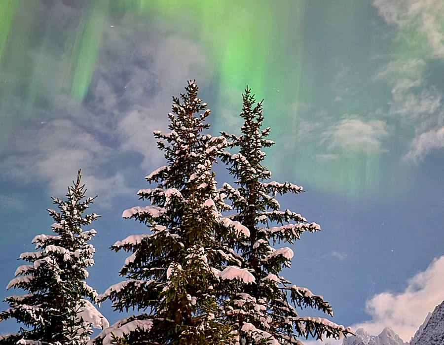 Aurora over snow-covered spruce trees