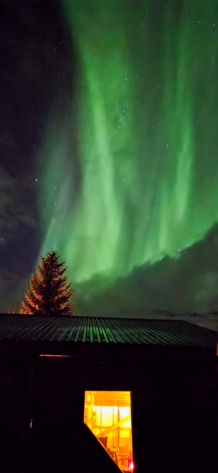 Northern Lights over the cabin roof and a spruce tree